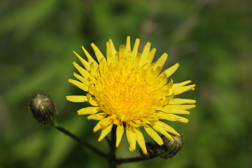 bloemen bloem hdr natuur flora roos rozen tulp tulpen orchidee orchideeen zonnebloem geranium cannabis marihuana wiet hennep sativa indica
